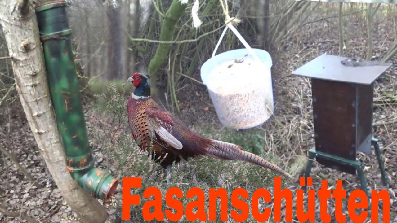 Fasanenf&uuml;tterung | Fasanensch&uuml;tten selbst gebaut | Niederwild