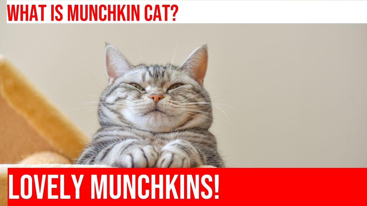 Meet the Adorable Munchkin Cat: A Fascinating Breed!
