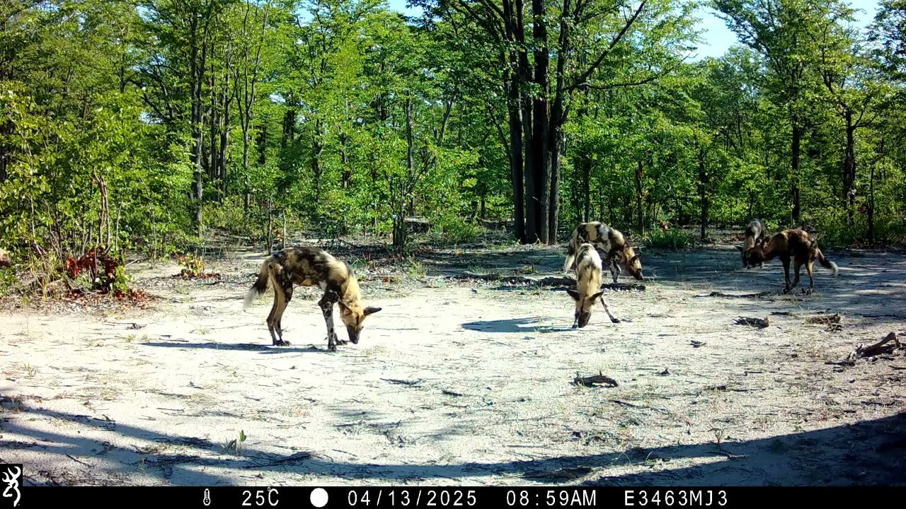 African wild dogs at a scent-marking site