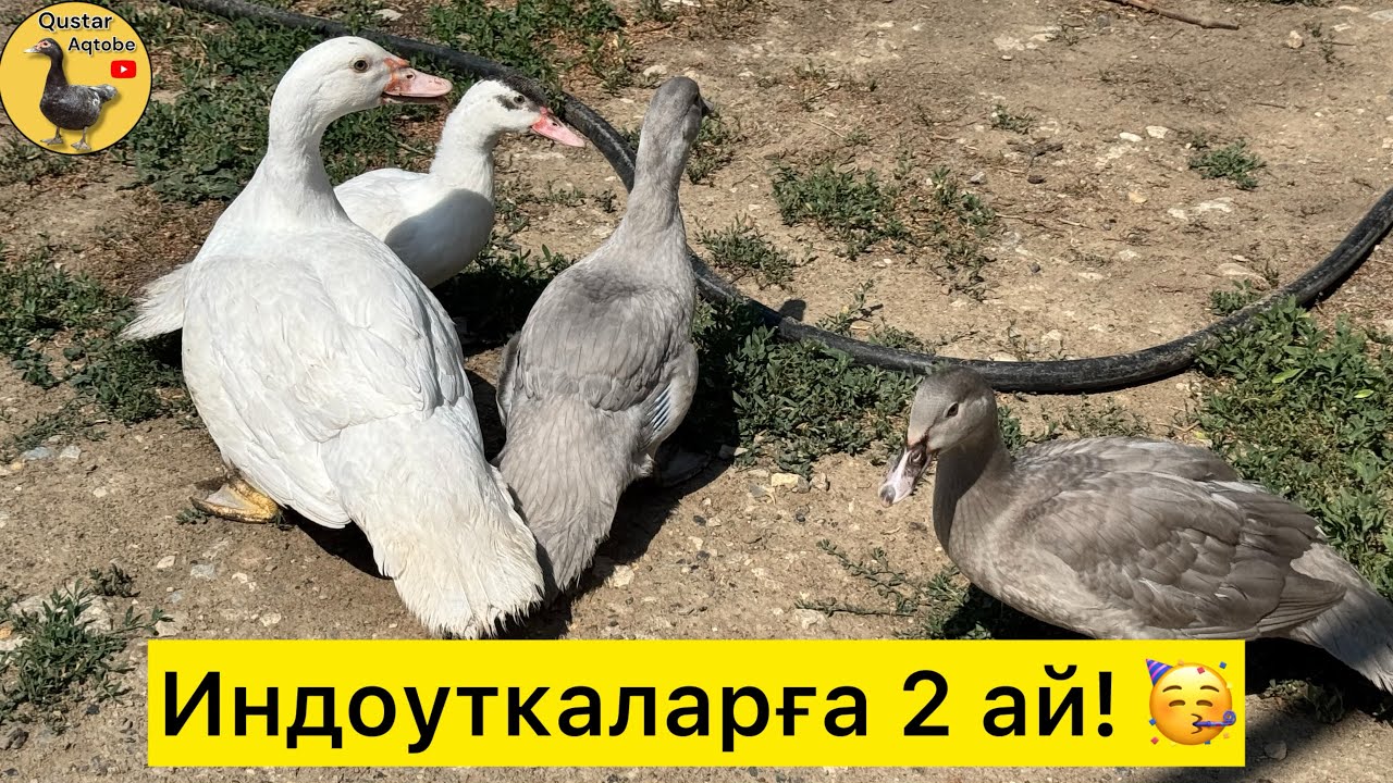 Тауықтар туып бастады, индоутка ұяға жатуға дайындалып жүр. 14.06.2025ж #куры #индоутки #индоутки