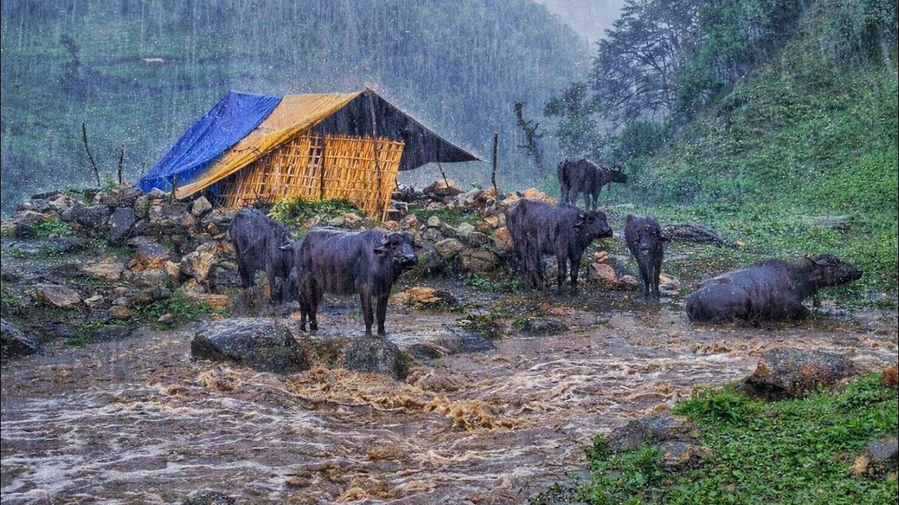 This Is Himalyan Nepali Mountain Village Life Heavy Rainy Day |Naturelly Village Dacumentary Video |
