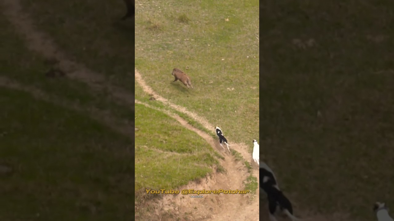 Hunting Wild Boar | Soor ka Shikar | Pig Hunting 2024 #dog