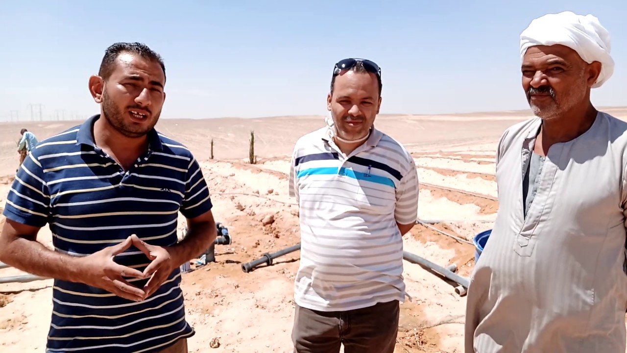 زراعة النخيل المجدول في المنيا medjool Palm cultivation