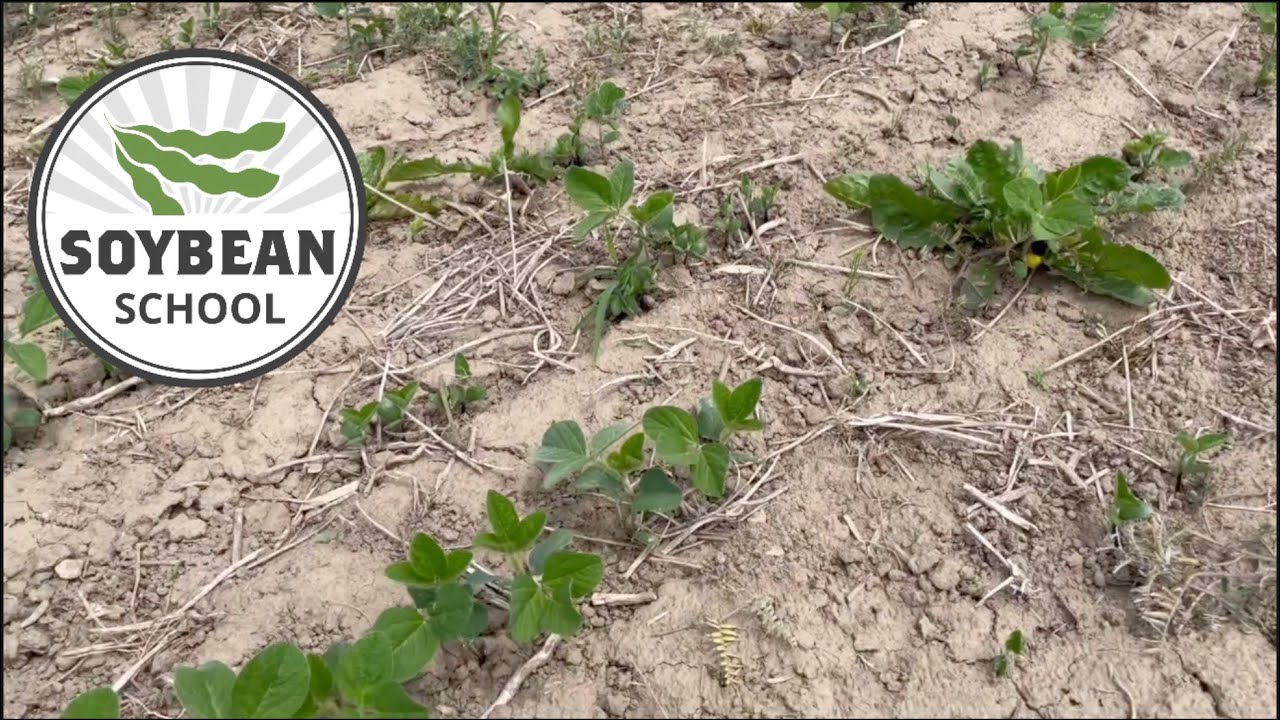 Soybean School: How uneven emergence impacts yield