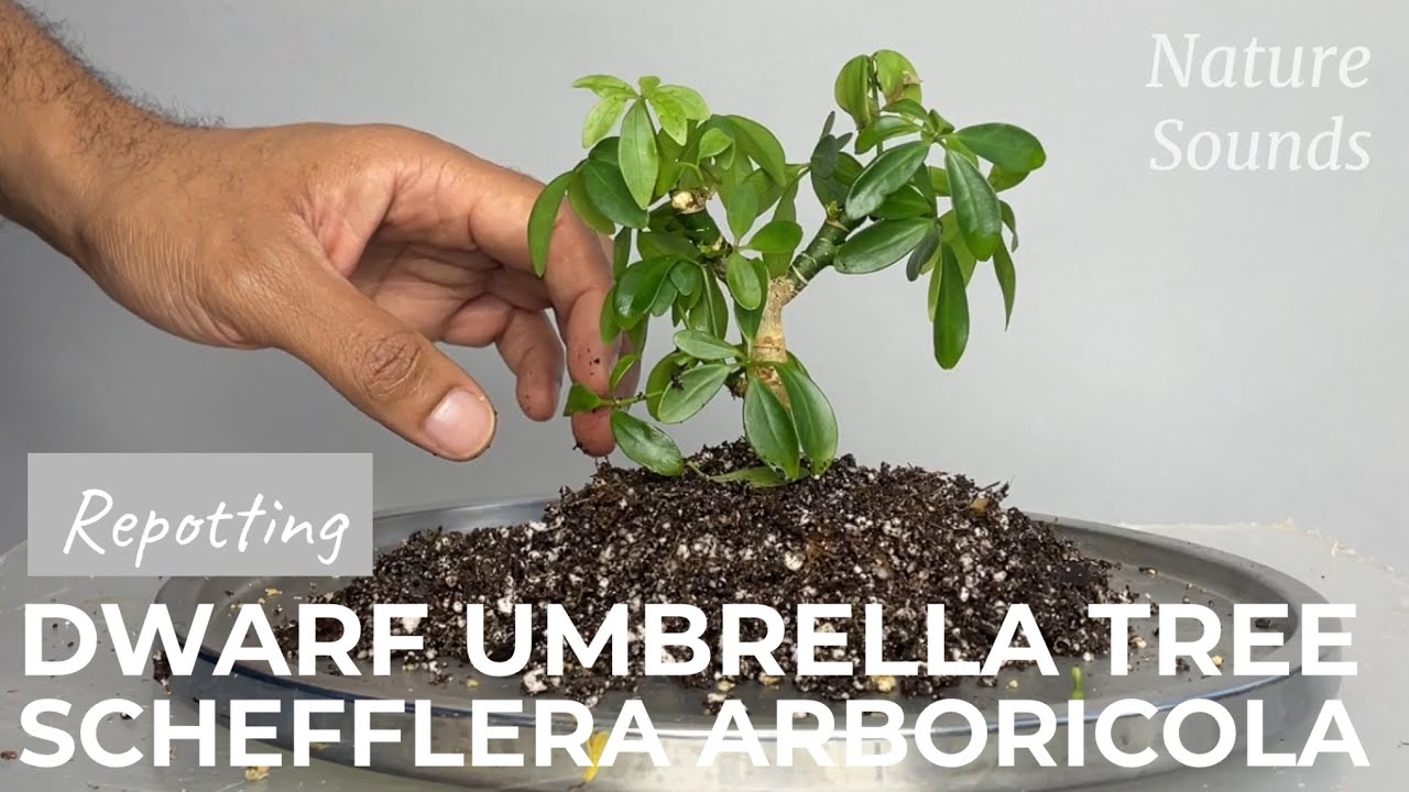 Dwarf Umbrella Tree, Schefflera arboricola, Repotting, Dec2022
