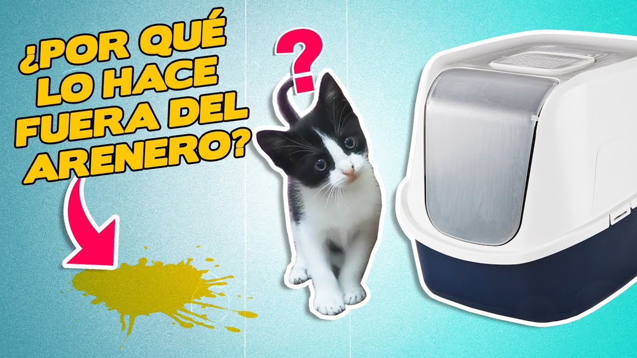 ¿Por qué tu GATO hace PIS FUERA DEL ARENERO? | ¿Cómo corregir este comportamiento?