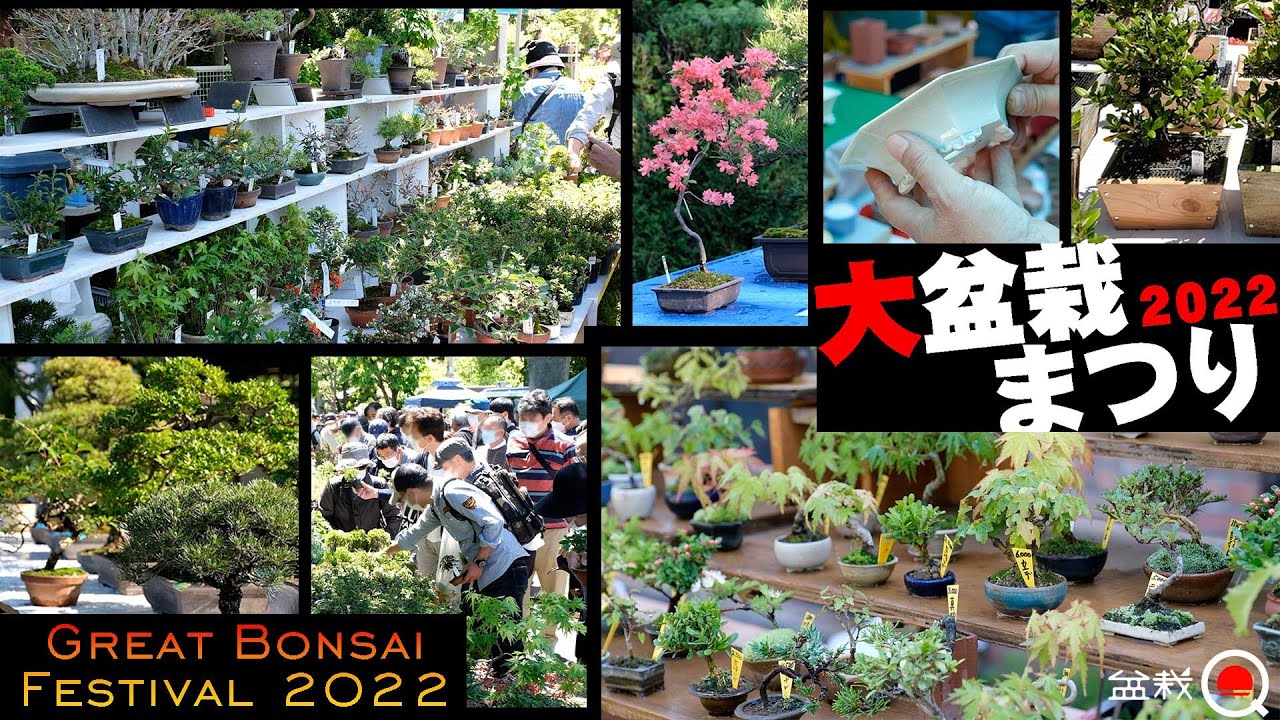 【最速】2022 大盆栽まつり！大宮盆栽町が熱い【盆栽Q】