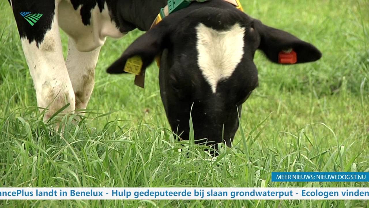TV: oude koe blijkt krasse knar