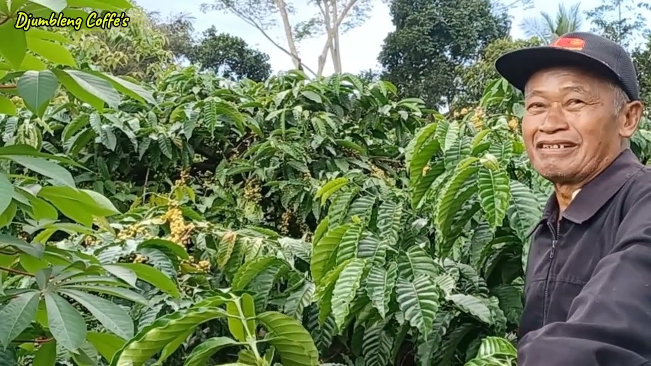 Keunggulan Sistem Tanam Pagar Vs Kolonial Bersama Maestro Petani Kopi Temanggung(pak Imam Sardjo)