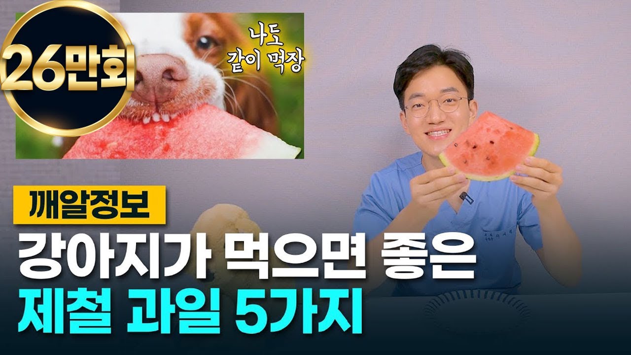 강아지가 먹으면 좋은 제철 과일 5가지! (이 과일도 가능해?)