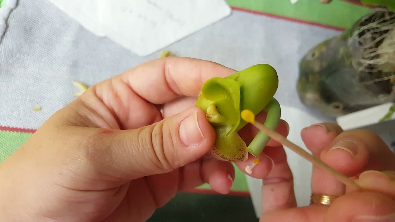 #02- Como polinizar uma orquídea do gênero Catasetum.