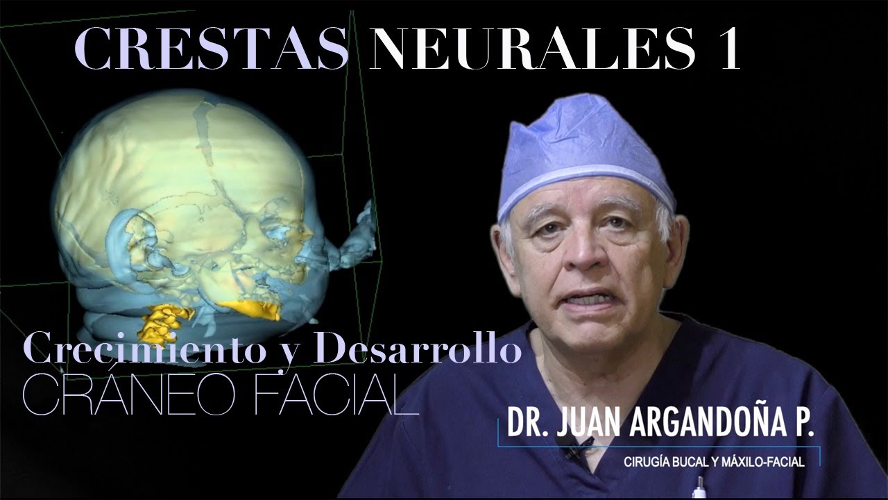 C&Eacute;LULAS DE LAS CRESTAS NEURALES PARTE 1