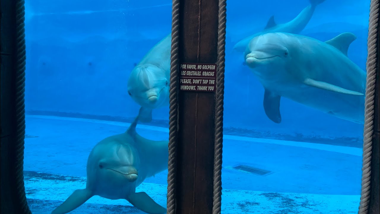 Show delfines Mundomar, 6 Noviembre 2021. Dolphins show.