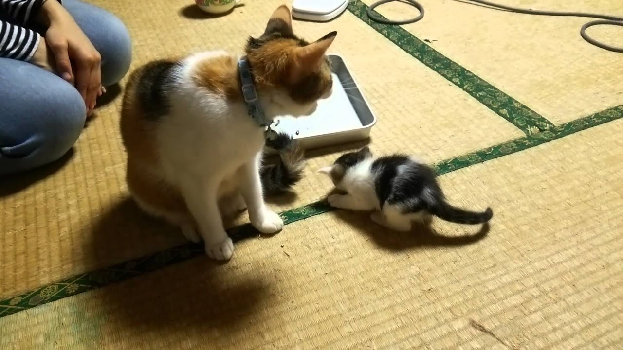 親猫と子猫のお食事シーン毛づくろいもするよ！