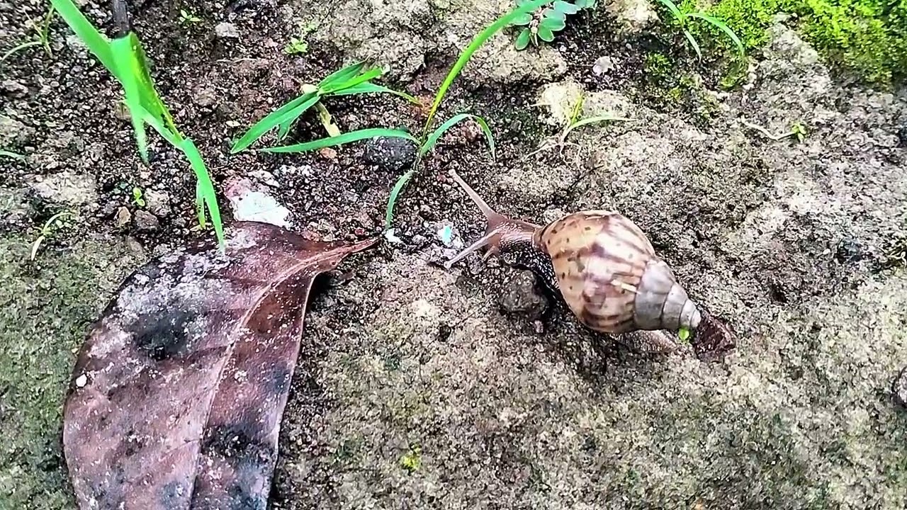 BEKICOT KECIL BERPETUALANG BAGIAN PERTAMA 