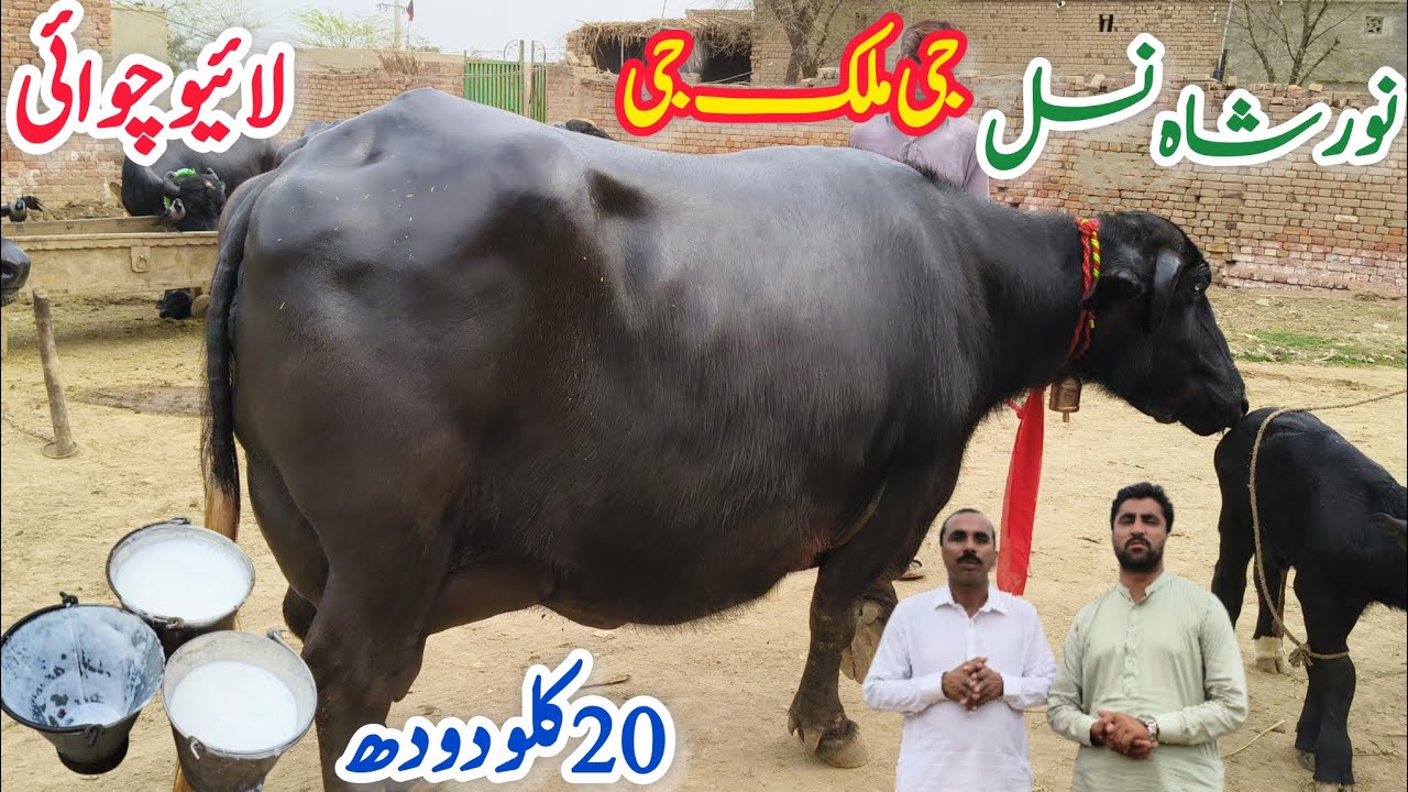 ملک محمدنوازوٹو613گ ب|4تازہ سوئی پہلن دوجن بھینسیں فروخت10اکتوبرNeli Ravi Buffalo for Sal  EitfaaqTv