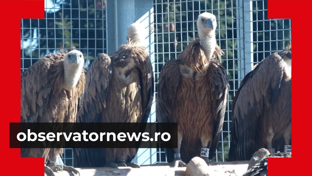 Vulturul sur revine în România după mai bine de 70 de ani. 25 de exemplare, aduse din Spania