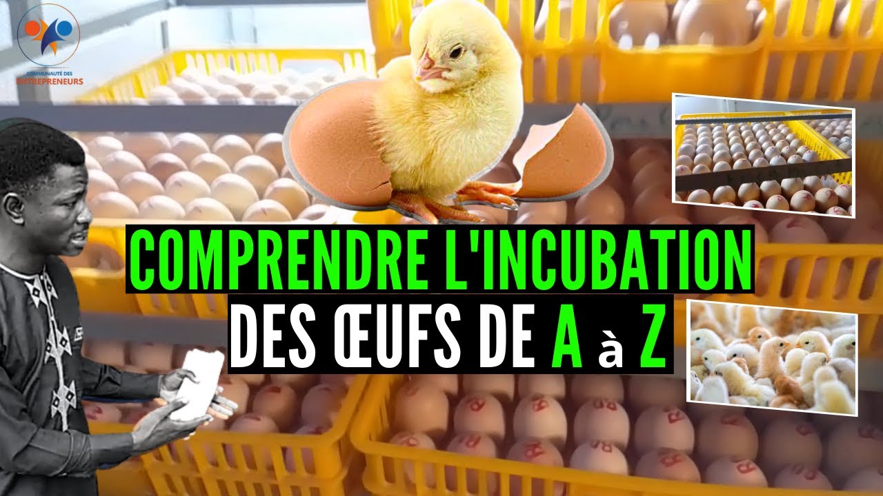 7 étapes clés POUR L'INCUBATION des œufs de poulets Goliath (élevage de poulet goliath et local)
