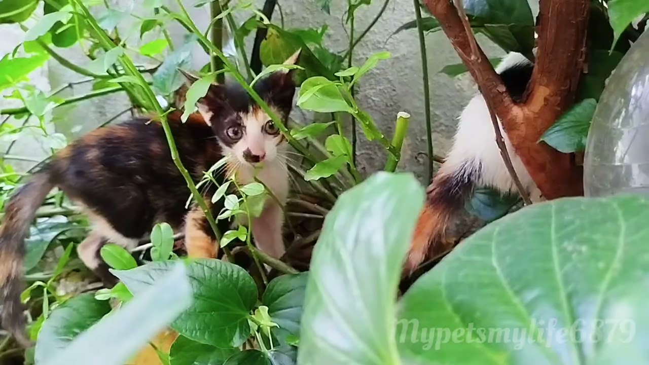 Those Eyes Never Left The Two Kittens, Following Their Every Movement