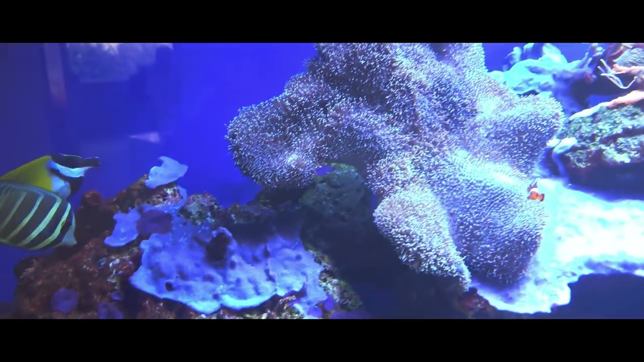 A LITTLE PRAYER! NANA'S FLUID REFLECTION ART @sanjahotko8585 #youtubelong #creators #deep #calming