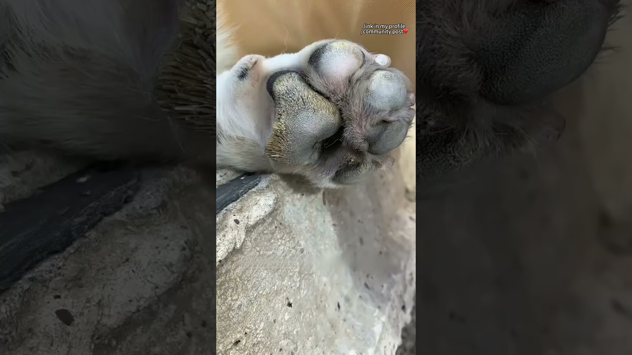 Is your pup's paw pad looking rough? 🐾 Smooth it out with our magic balm! ✨ your dog will love it!