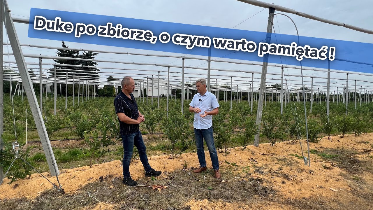 Bor&oacute;wka Duke po zbiorze, o czym warto pamiętać !