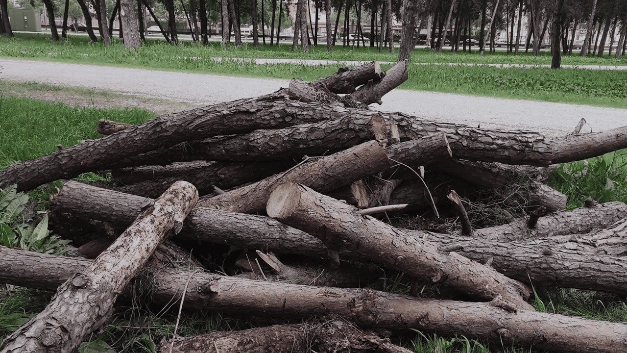 Tala MASIVA de Árboles Parque Infanta Elena (Sevilla Este)