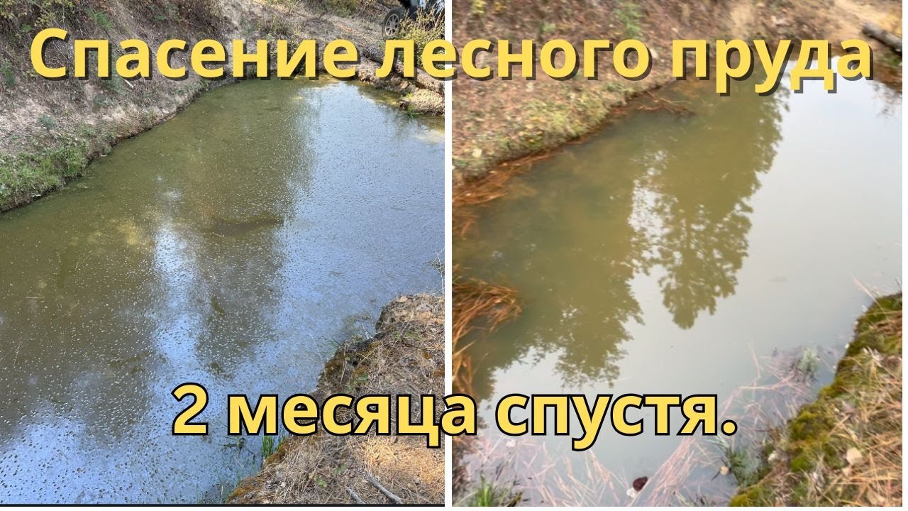 Спасение лесного пруда за 2 месяца!
