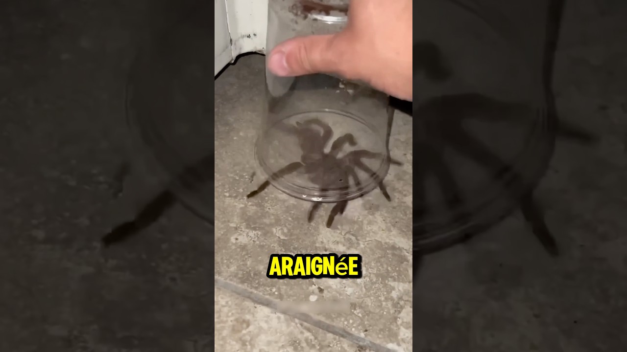 Voici pourquoi il ne faut jamais &eacute;craser une araign&eacute;e 😨