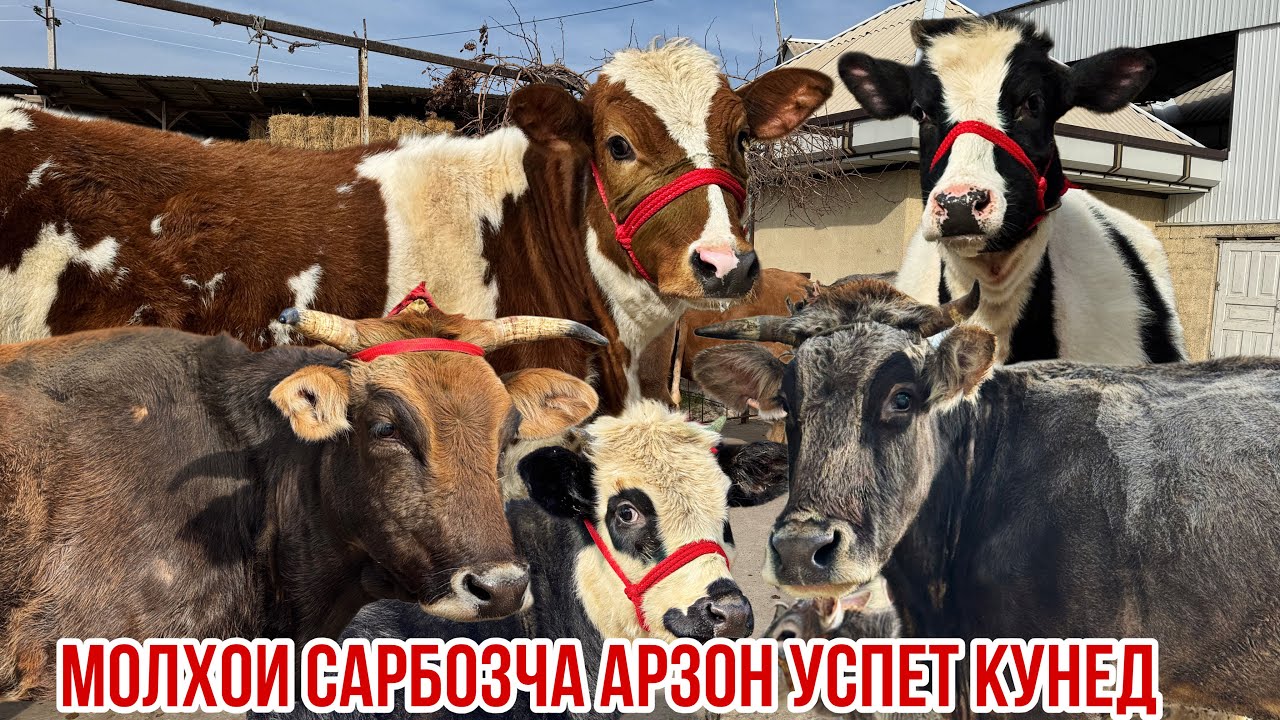 Айширские Чорное пестрие Шветцкие карпат Сарбозча арзон 4 февраля 2026 г.