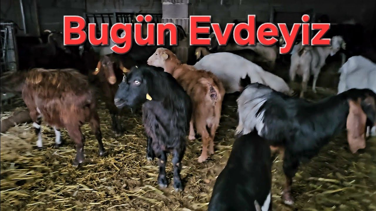 Yağmur Kar Fırtına Soğuk Hepsi Var Meraya Çıkamadık