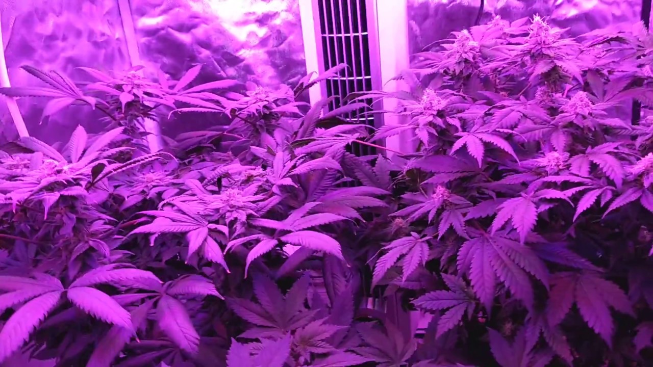SovietStoner : Grow Journal - 