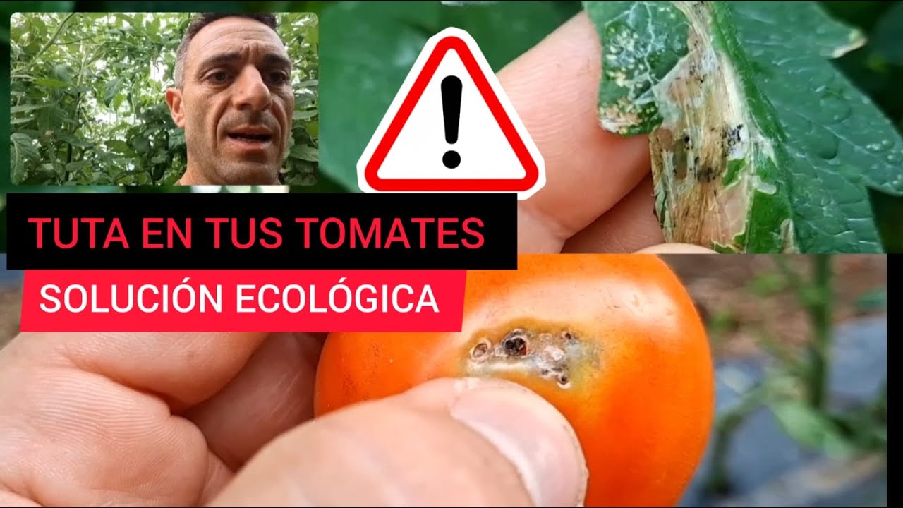 Como eliminarla TUTA ABSOLUTA del tomate: guía ecológica y efectiva #tomate #agriculture #ecologico