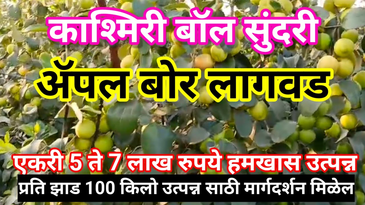 काश्मिरी बॉल सुंदरी ॲपल बोर लागवड/एकरी 5 ते 7 लाख उत्पन्न