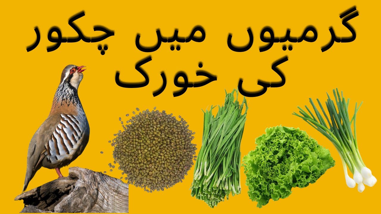 chakor ki germi ki khurak/ گرمیوں میں چکر کی خوارک/chakor ki khurak kia hai #chakorfarming #chakori