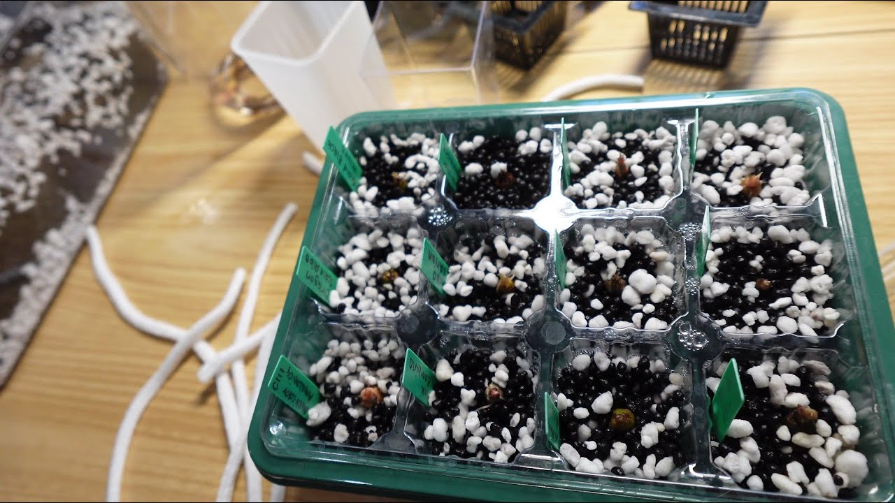 How I Grow Corms | My Setup & Tips