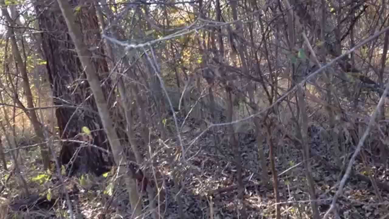 Weircreek pups running in the wild