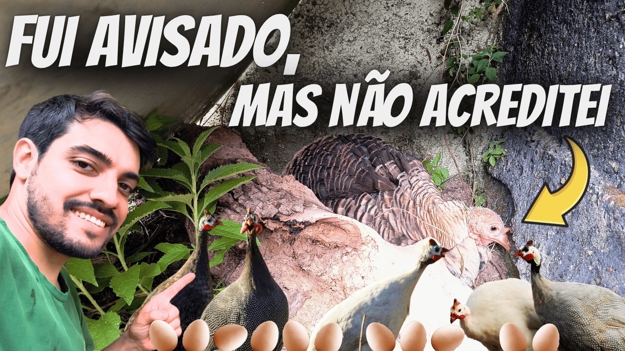 Olha o que encontrei enquanto procurava os Ninhos das Angolas!