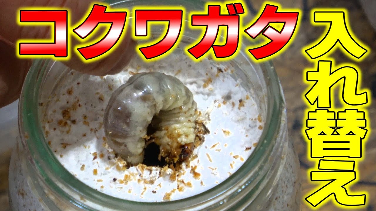 コクワガタ入れ替え