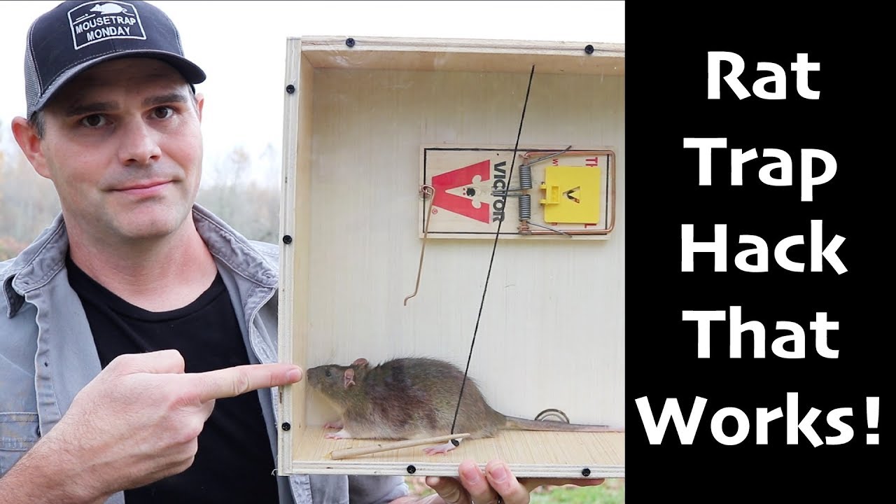 A Rat Trap Hack That Works! How To Catch MORE Rats & Mice  -  Mousetrap Monday