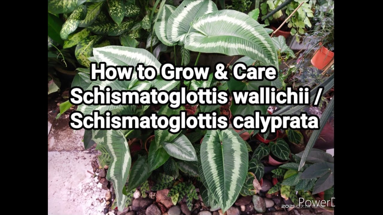 How to Grow & Care Schismatoglottis wallichii / Schismatoglottis calyprata Plant
