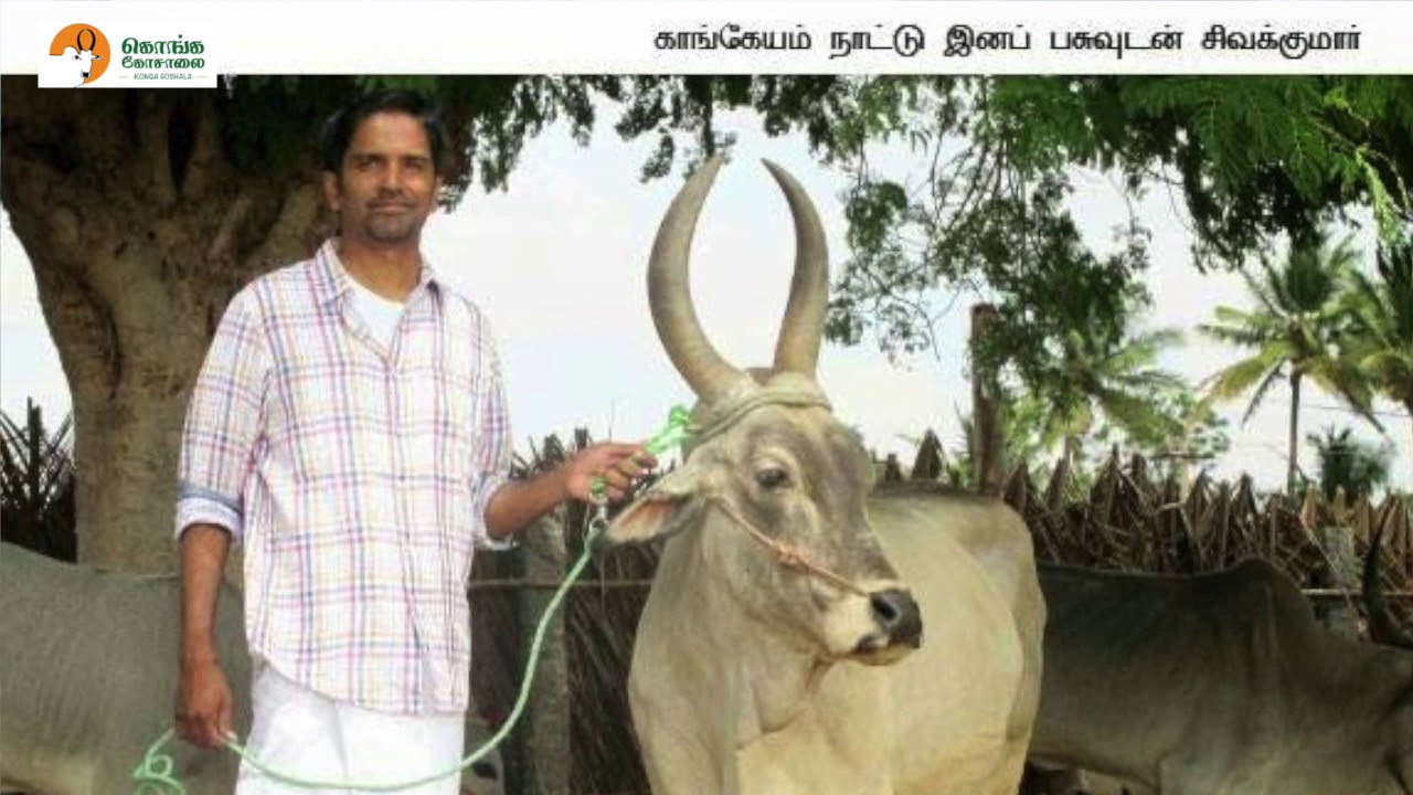 வெட்டுக்கு சென்ற (காங்கேயம்) மாட்டை காப்பாற்றிய அனுபவம் | Erode Aravind | (kangayam cow)