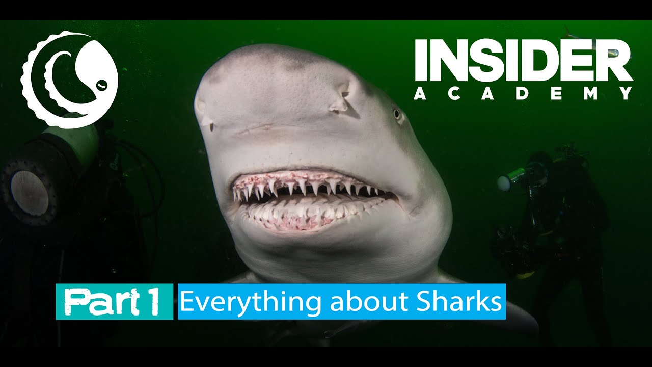 Shark Webinar - Part 1 - Everything about Sharks