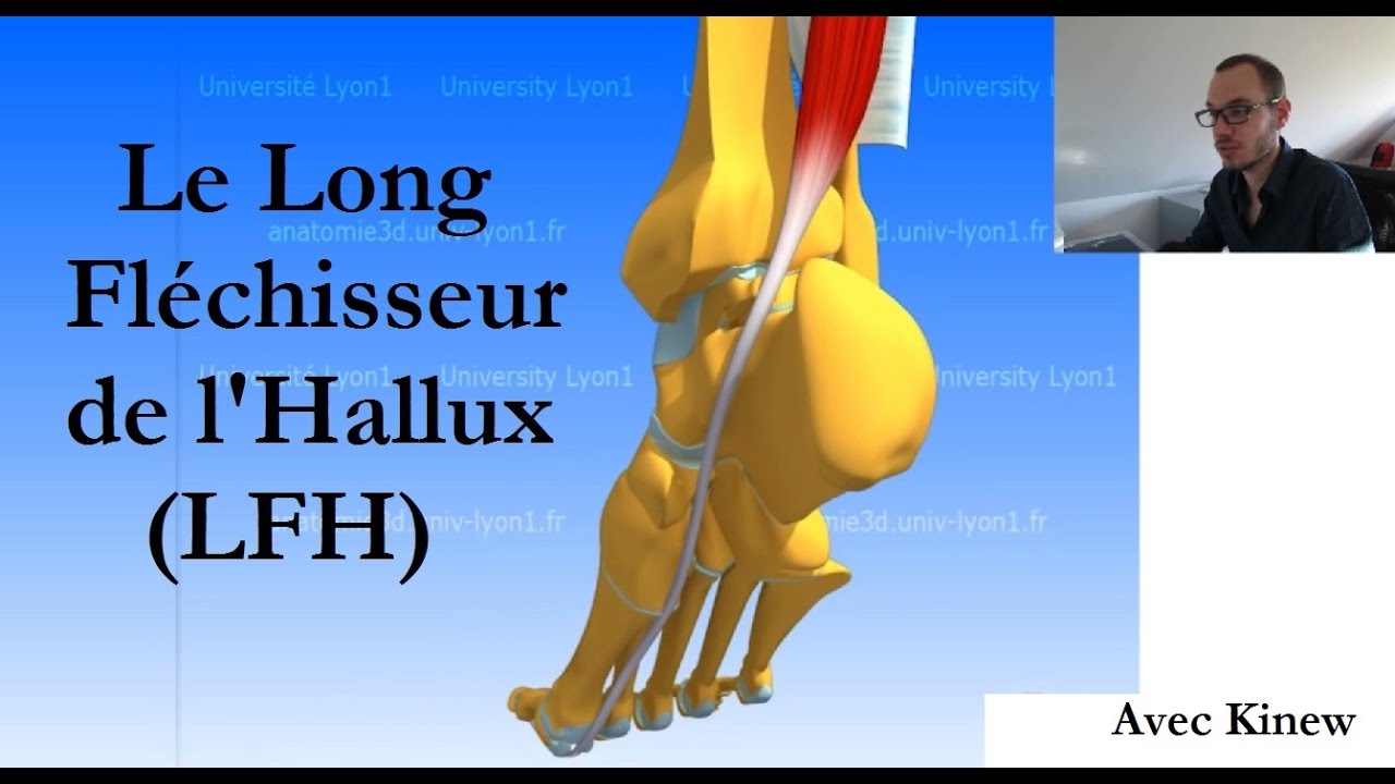 KINEWBIE 7 : JE NE T'AURAIS JAMAIS APPELE LONG FLECHISSEUR DE L'HALLUX