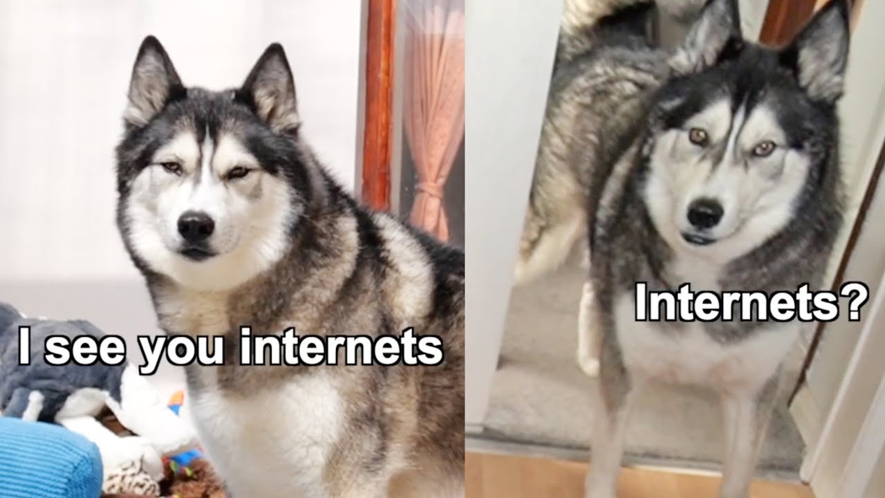 Hilarious Husky Breaks Forth Wall! Funniest Hide & Seek!
