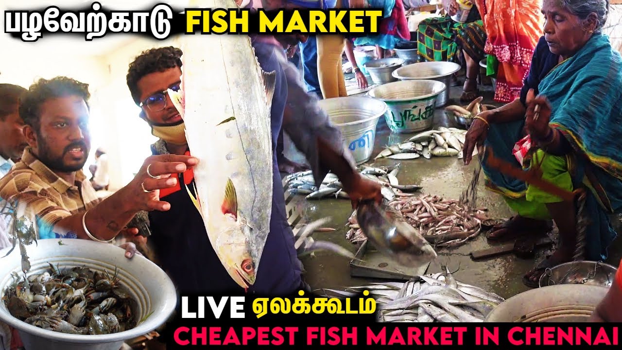 Pazhaverkadu Wholesale Fish Auction Market | Cheapest Fish Market in Chennai | Pakoda Boyz