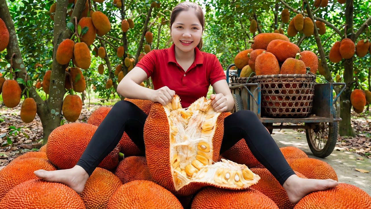 Harvesting 1000 Red Jackfruit Goes to Market Sell | Recipe making Jackfruit Chips | Han Harvesting