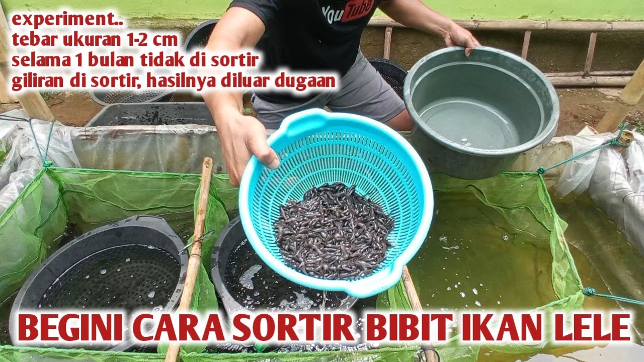 CARA SORTIR BIBIT IKAN LELE