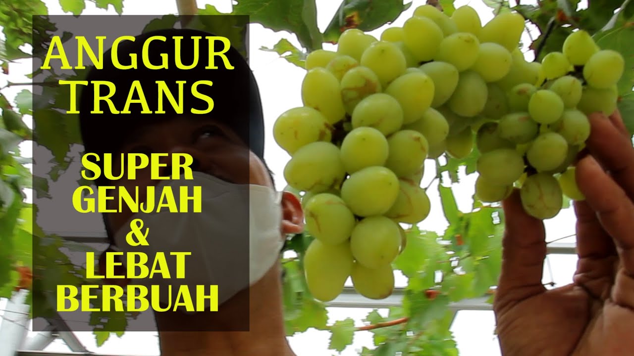 Anggur Transfiguration Berbuah Lebat. Si Genjah Mudah Berbuah. Mirda Cibutung