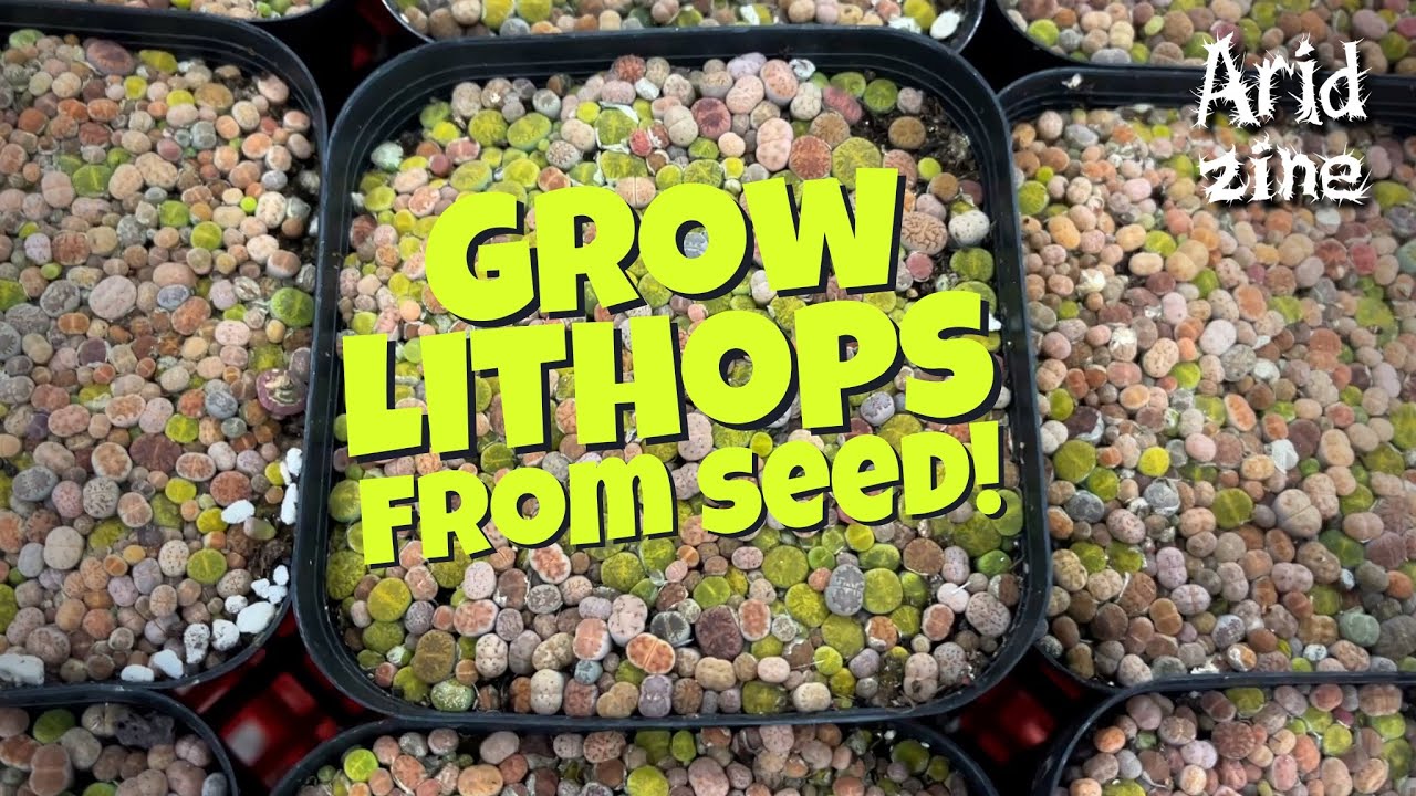 How to grow Lithops from seed: a failure-free method
